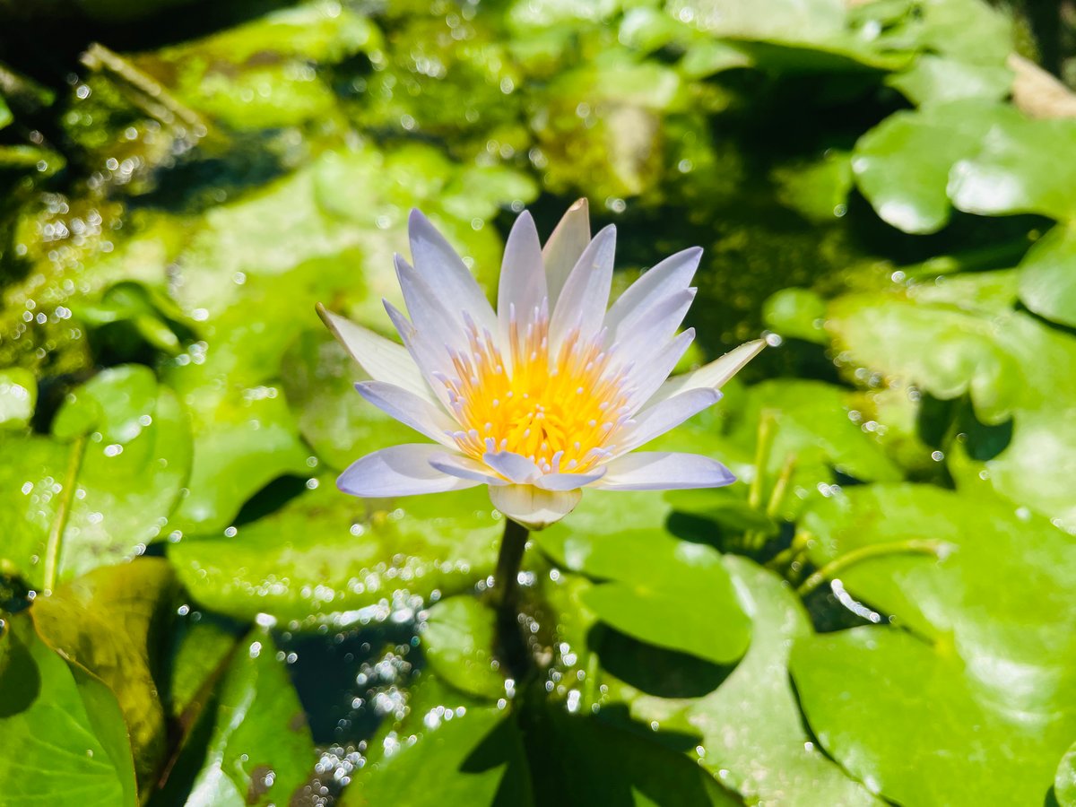 Divine lotus 〜青い蓮（睡蓮） 1.8ml オリエント香油（エジプト香油