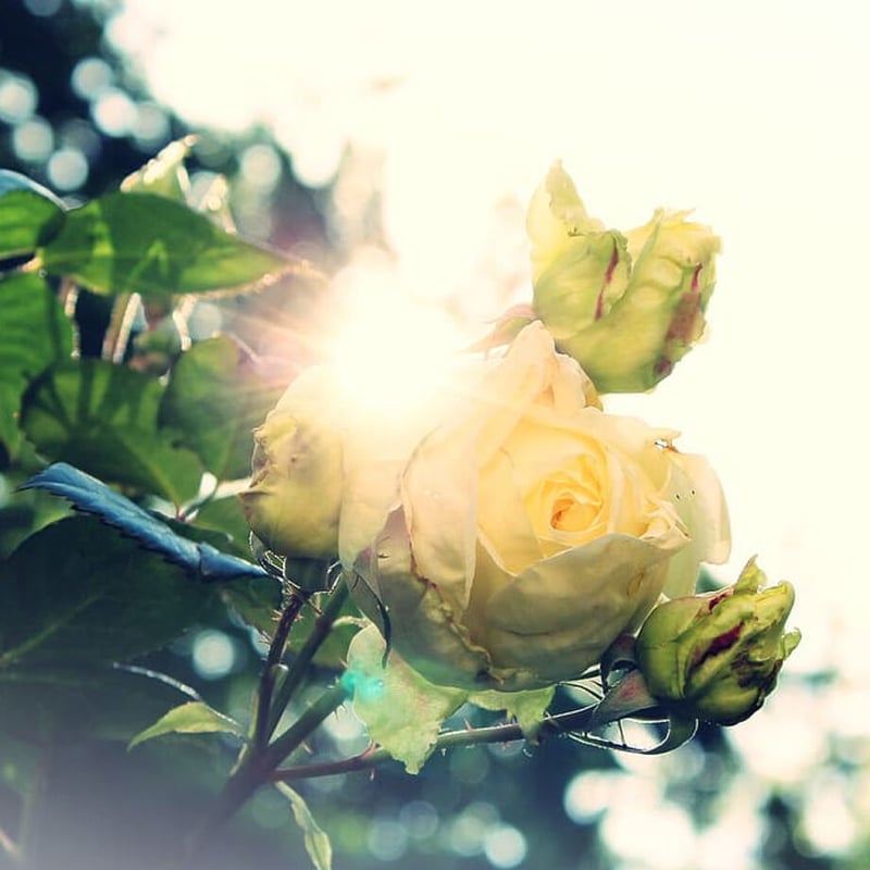 Clear rose 〜“クリアローズ” 薔薇 八角ボトル 2ml オリエント香油 