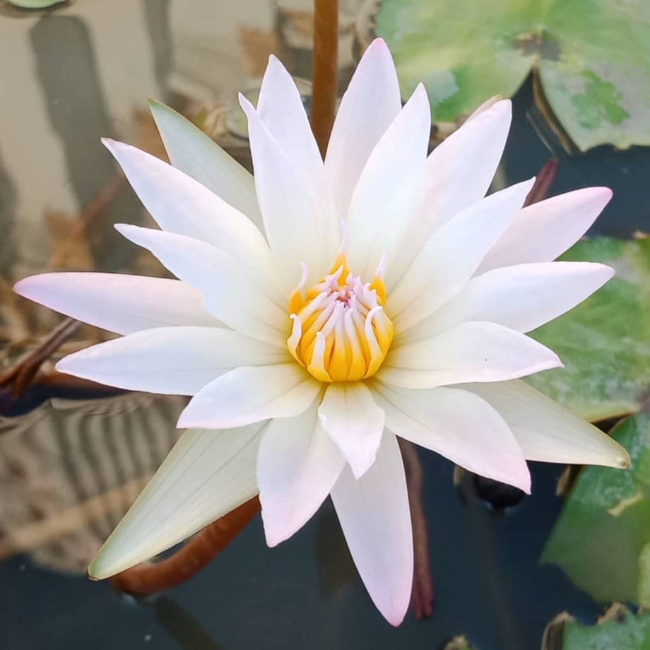 Blessing Lotus 〜祝福・ホワイトロータス 1ml オリエント香油