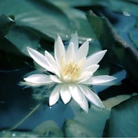 Blessing  Lotus　〜祝福・ロータス  1ml　オリエント香油（エジプト香油）