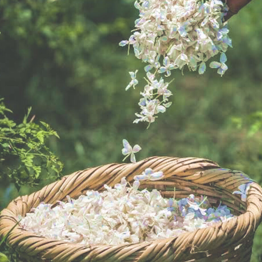 Jasmine from Egypt 〜“ジャスミン” 1ml オリエント香油（エジプト香油