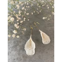 Calla lily_WH