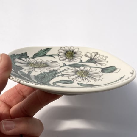 ARABIA（アラビア）／Botanica（ボタニカ）／chrysanthemum leucanthemum（フランス菊）