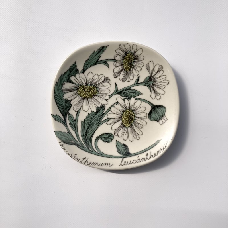ARABIA(アラビア)/Botanica(ボタニカ)/chrysanthemum leuca ARABIA(アラビア)/Botanica(ボタニカ)/chrysanthemum leuca