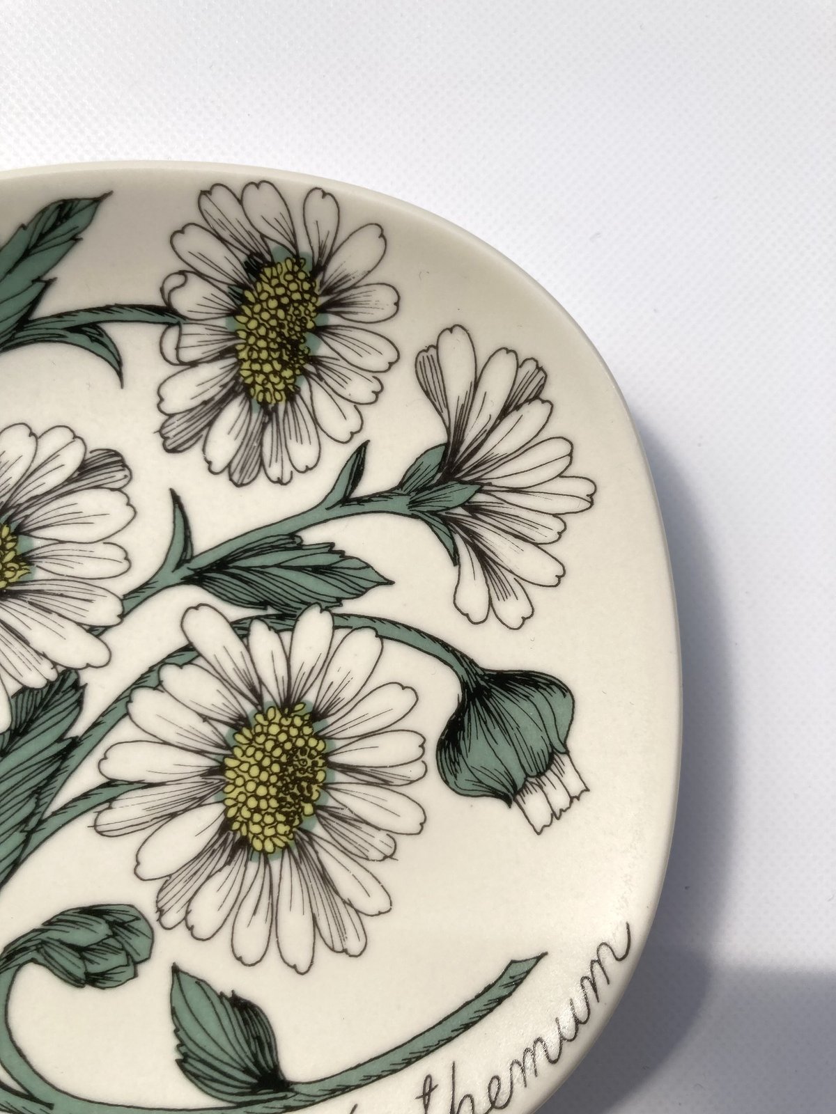 ARABIA（アラビア）／Botanica（ボタニカ）／chrysanthemum leuca
