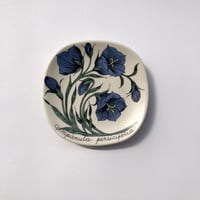 ARABIA（アラビア）／Botanica（ボタニカ）／campanula persicifolia（モモノハギキョウ）