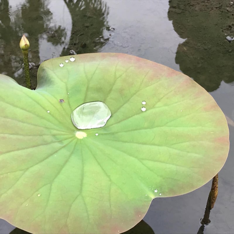 ハペ5種