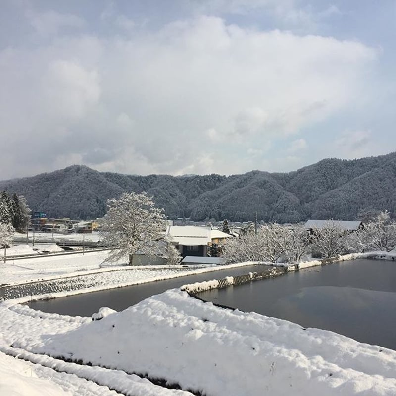 【サフラン】農家直送 令和6年 10kg ３部搗き 楽天市場】【農家直送】 10kg(5kg×2)【令和6年産 新米(無農薬米