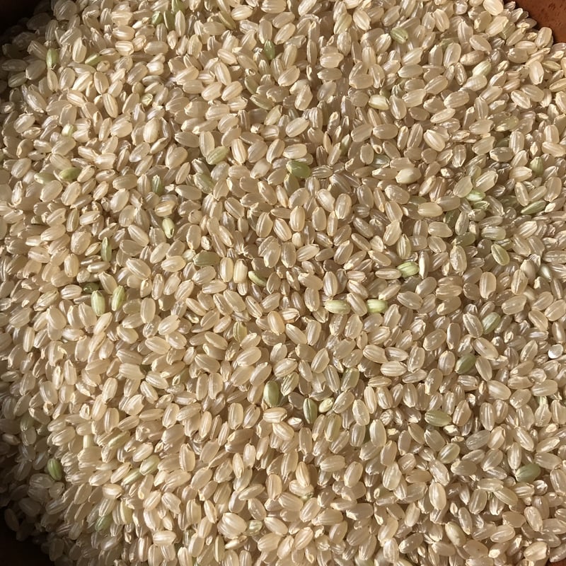 令和7年産 サノライス 10kg | サノライス