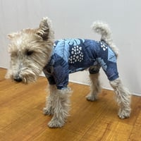 6501  DOG RASHGURARD