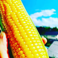 【限定】“太陽のくちづけ”(極甘　黄色いとうもろこし)　通常　6本