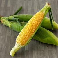 “太陽のくちづけ”(極甘　黄色いとうもろこし)　贈答用　10本