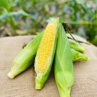 “太陽のくちづけ”(極甘　黄色いとうもろこし)　通常　10本