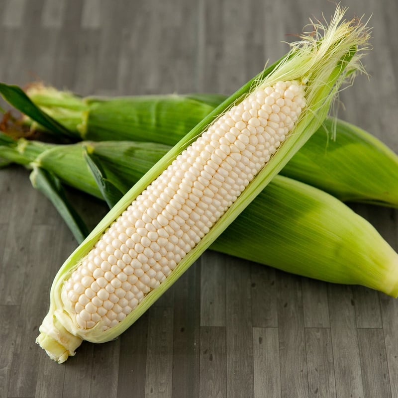 太陽のくちづけwhite(ホワイト)”(極甘 白いとうもろこし) 通常 10本