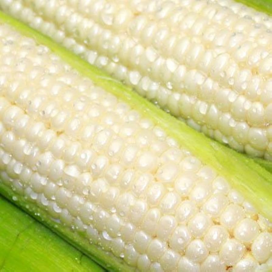 太陽のくちづけwhite(ホワイト)”(極甘 白いとうもろこし) 通常 10本