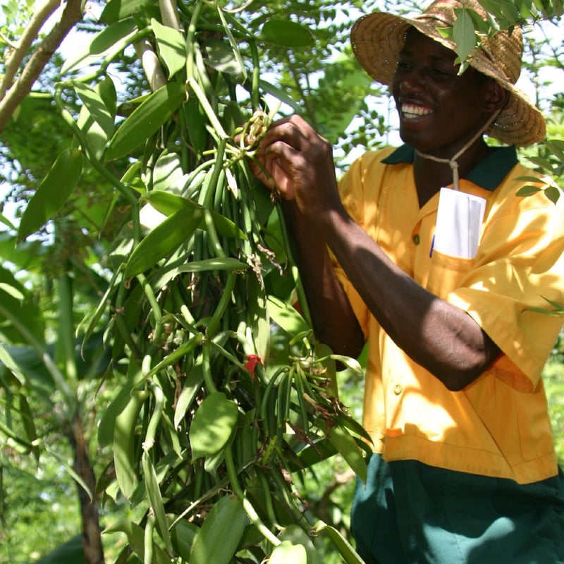 有機JAS】「オーガニック バニラビーンズ」ウガンダ産 2本入