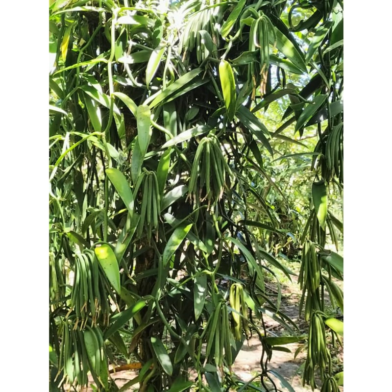 パプアニューギニア産 バニラビーンズ（タヒチタイプ） 100g（25本