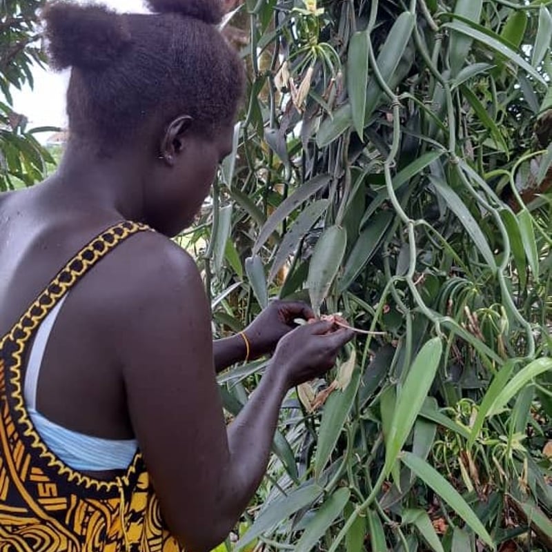 パプアニューギニア産 バニラビーンズ（タヒチタイプ） 100g（25本