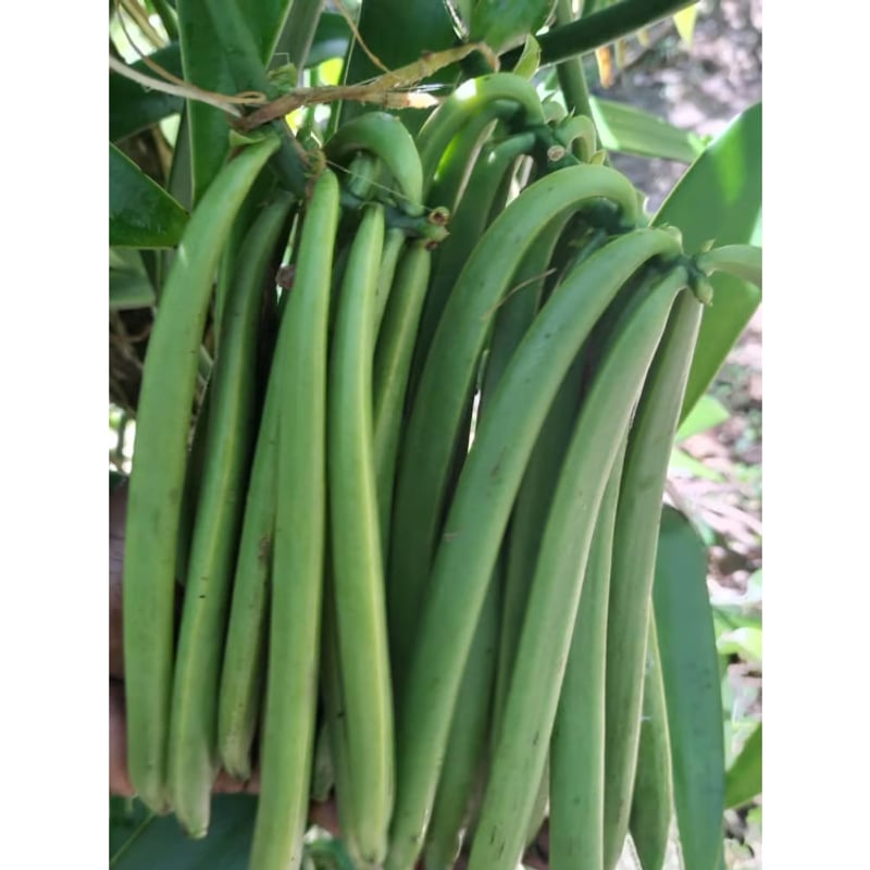 パプアニューギニア産 バニラビーンズ（タヒチタイプ） 100g（25本