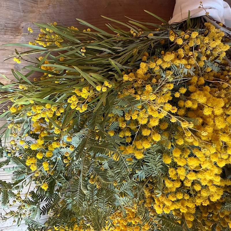 ミモザ先行予約「M・s ö p ö」春のおしゃれをまるっとお届け//春の