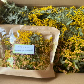 フレッシュミモザ 2026 フレッシュミモザ 2026年 60サイズ - メルカリ