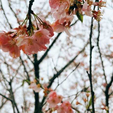 next season or next year///「 春よ、来い。」