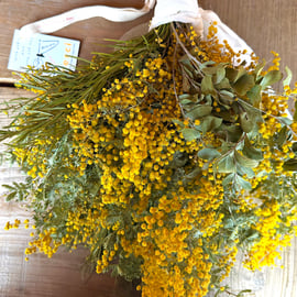 フレッシュミモザ 2026ご予約ページ NEW>>>特典付き！2026ミモザ先行予約販売開始のお知らせ！！ | キナリ