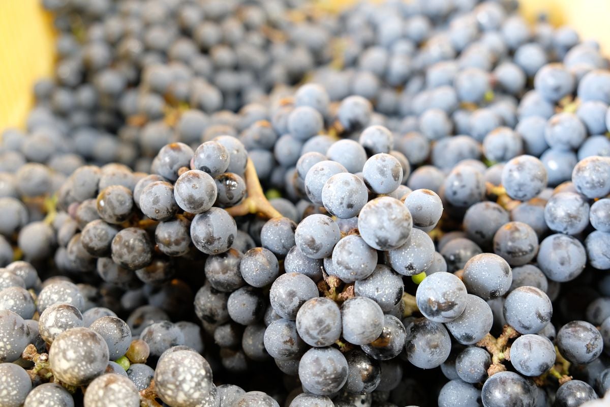 ルージュ 山葡萄 2023 | VinVie Online Shop