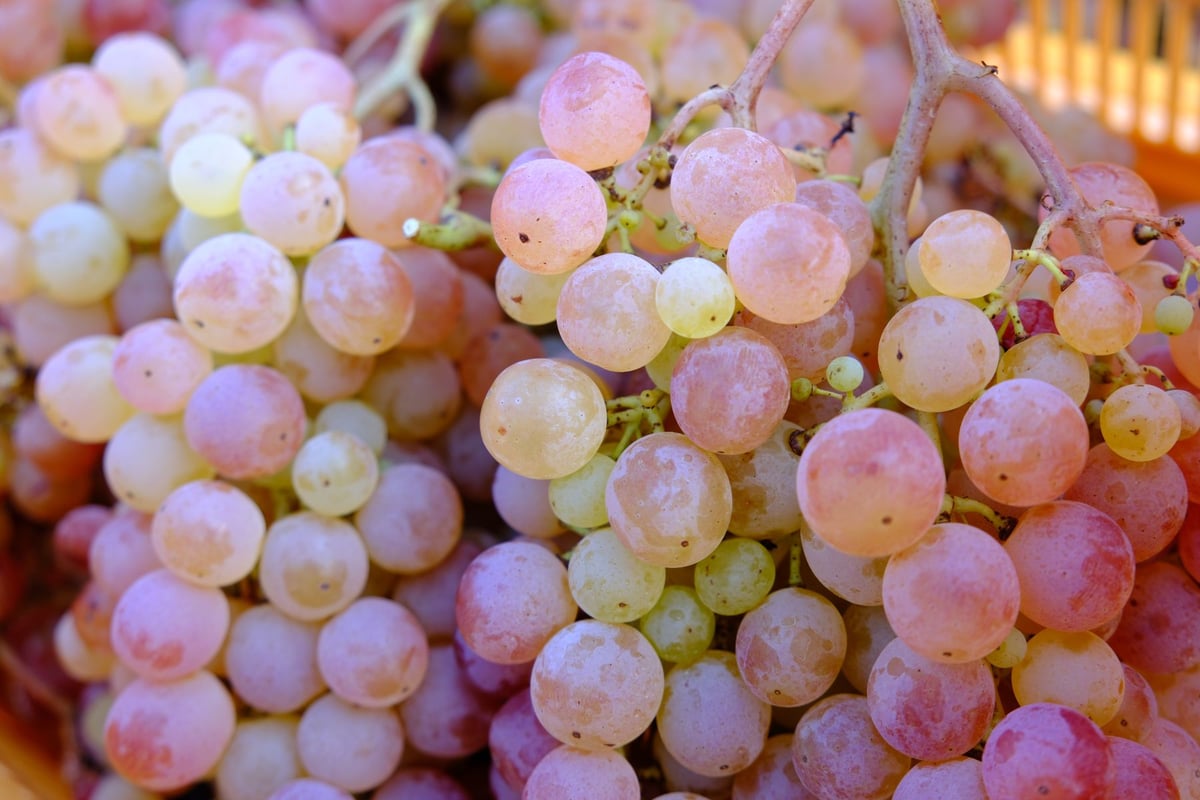 ★2024年◇しめ縄リース◇ワインカラー◇ナチュラル ☆2024年◇しめ縄リース◇ワインカラー◇ナチュラル