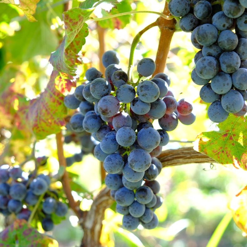 カベルネ・フラン 樽熟成 2023 | VinVie Online Shop