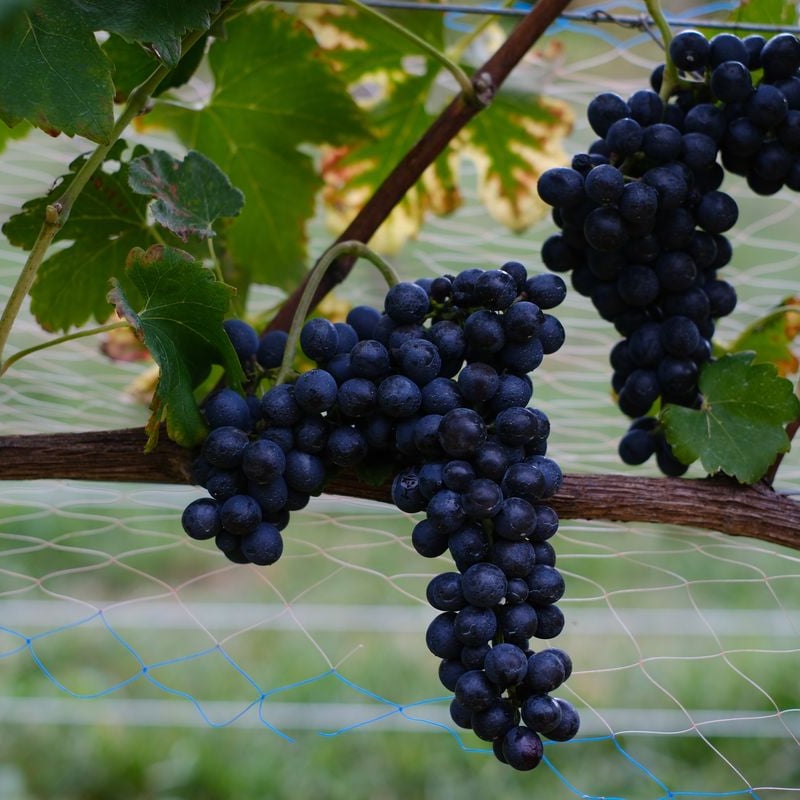 シラー 樽熟成 2023 | VinVie Online Shop