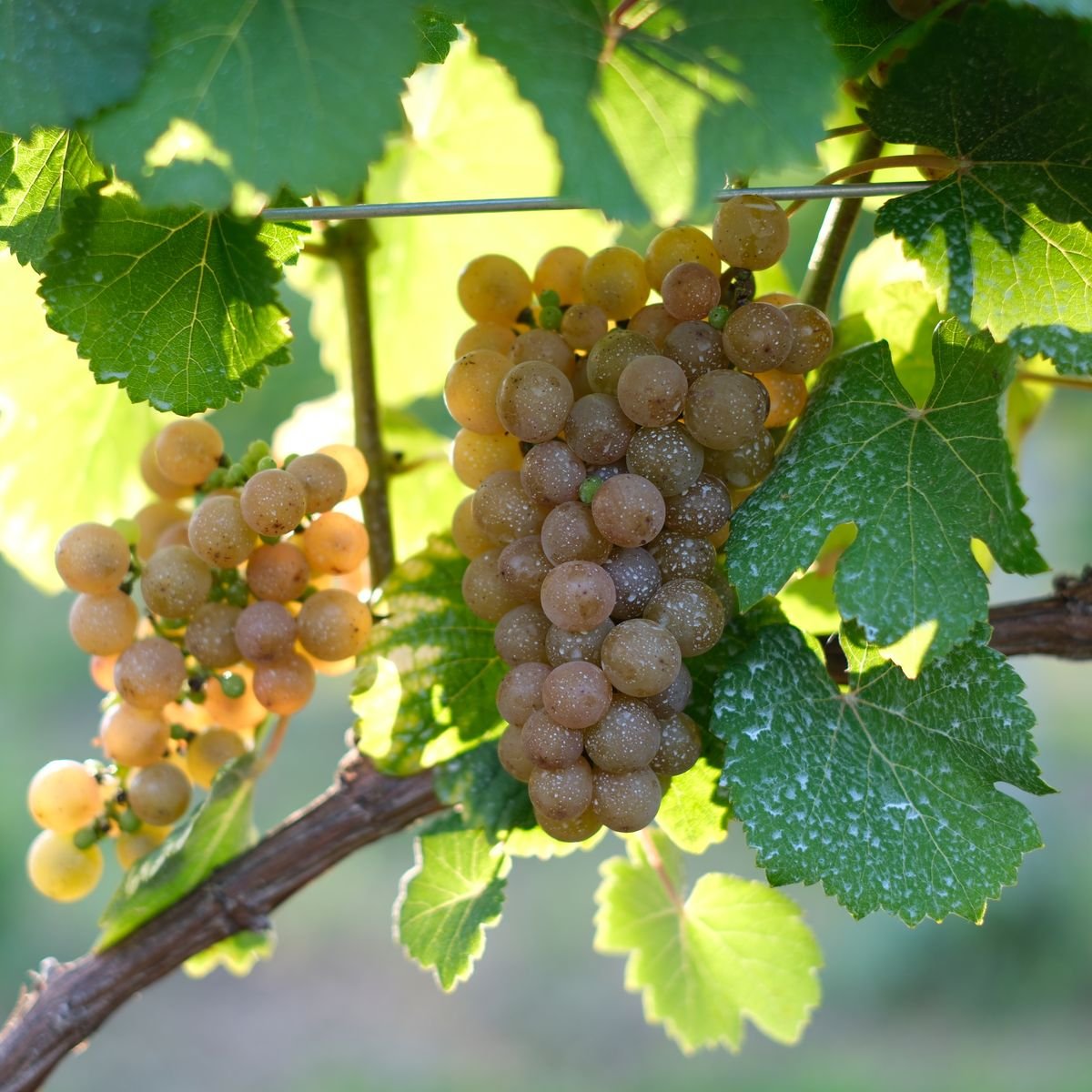 ゲヴュルツトラミネール 2025 | VinVie Online Shop