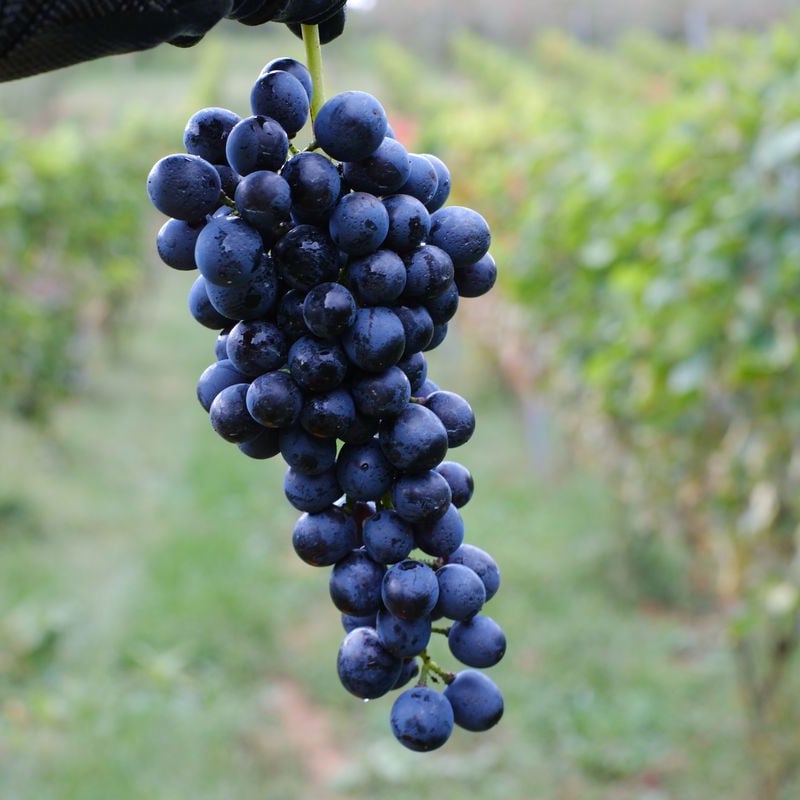 シラー 樽熟成 2023 | VinVie Online Shop