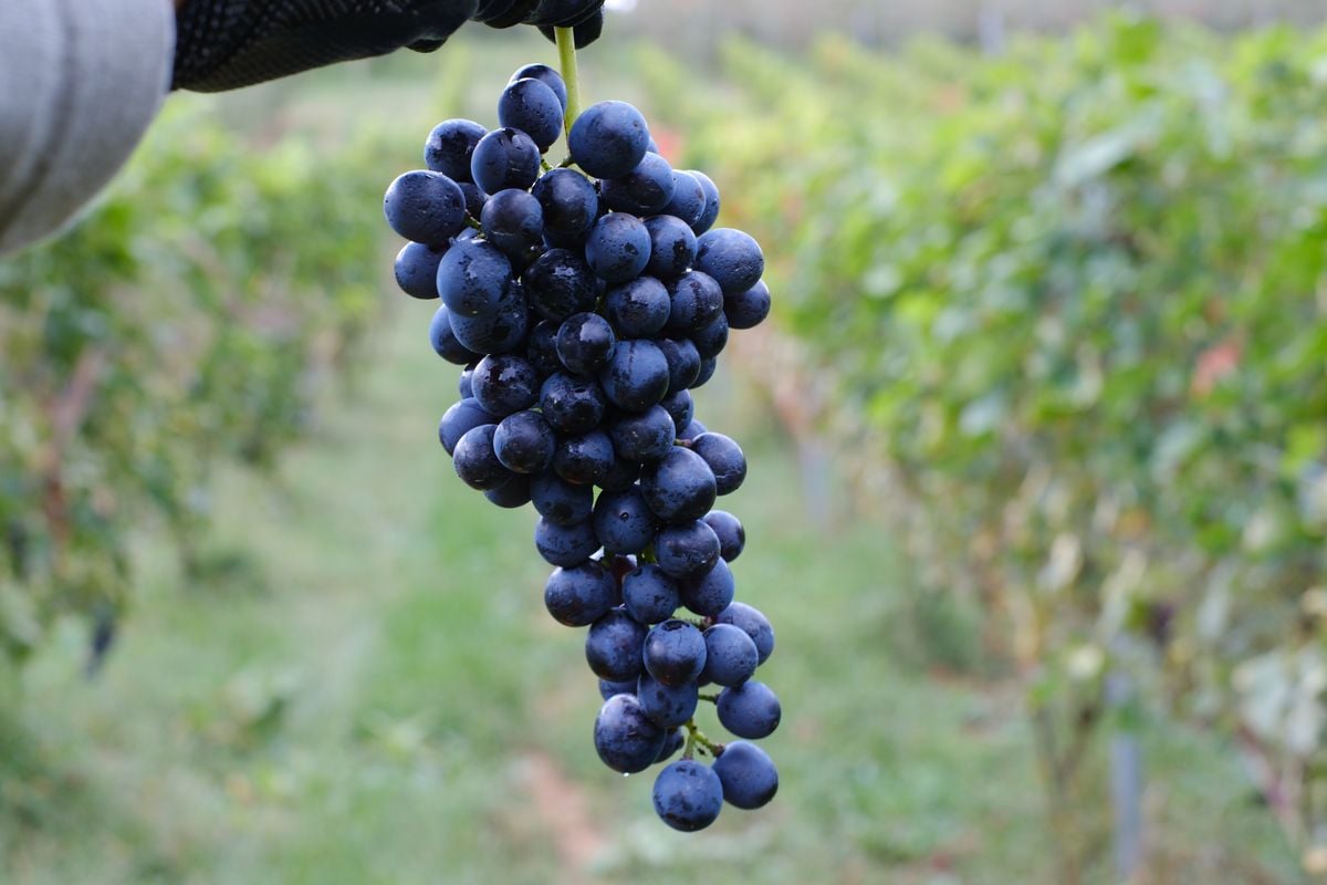 シラー 樽熟成 2024 | VinVie Online Shop