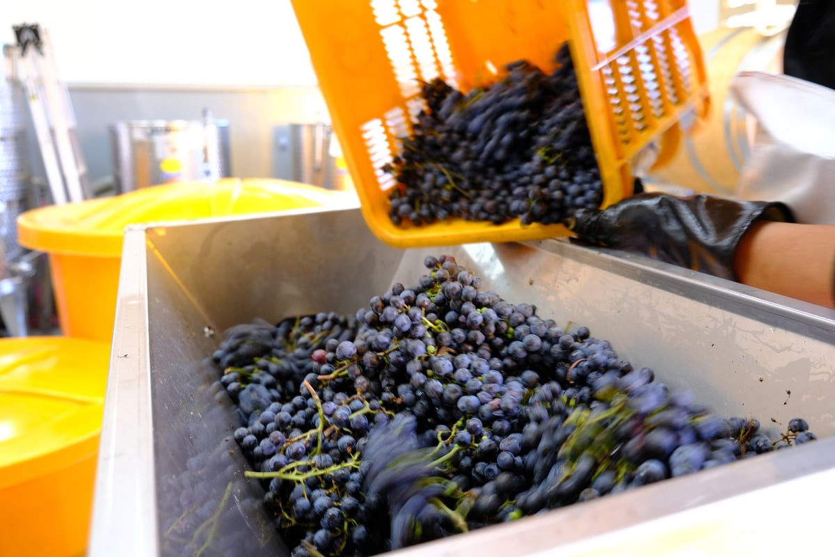 カベルネ・フラン 樽熟成 2023 | VinVie Online Shop