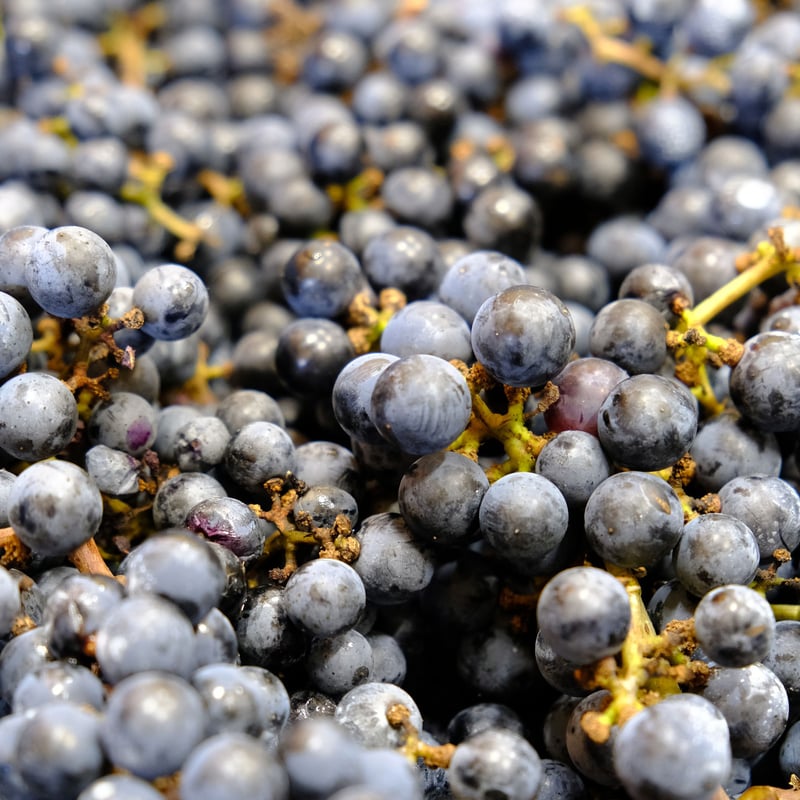 ルージュ メルロー 2024 | VinVie Online Shop