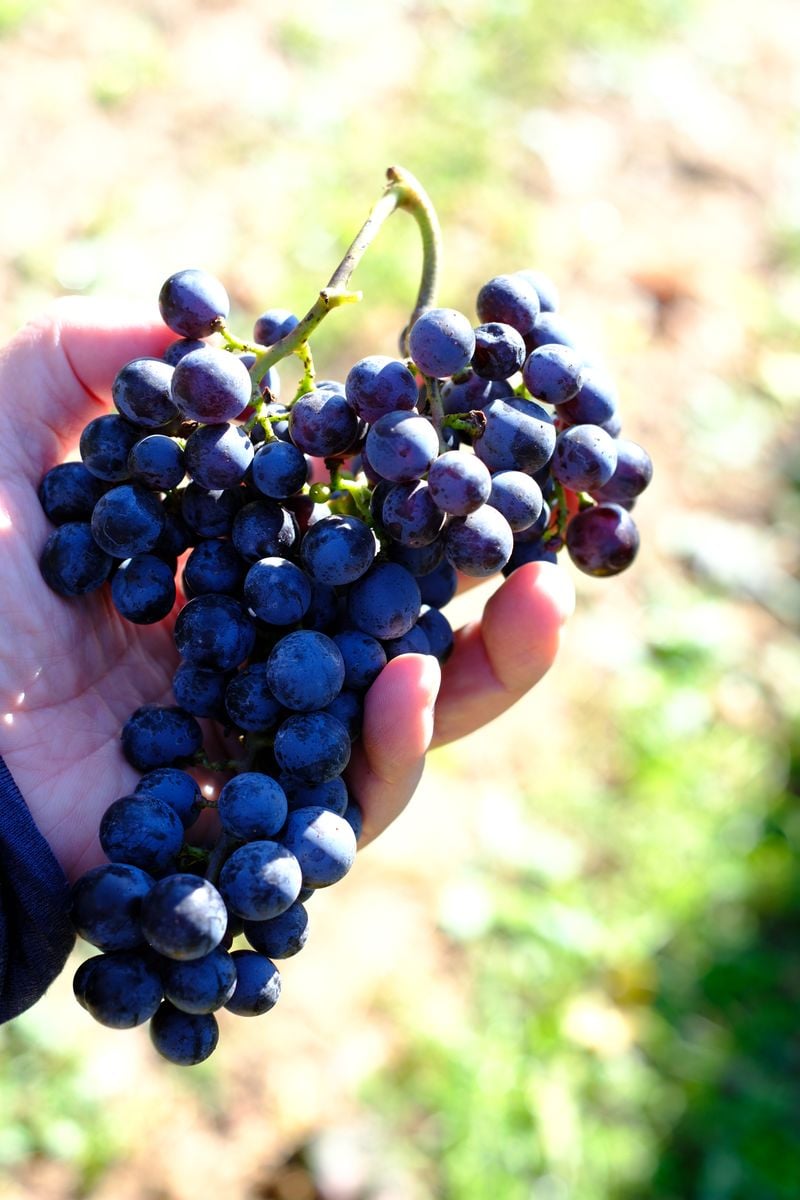 カベルネ・フラン 樽熟成 2023 | VinVie Online Shop