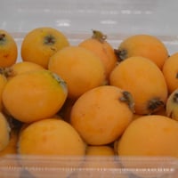 農薬化学肥料不使用】カラマンシー入り野菜セット【8種類以上の