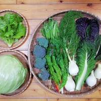 農薬不使用　カラマンシー　5キロ 農薬不使用 カラマンシー 5キロ 食品