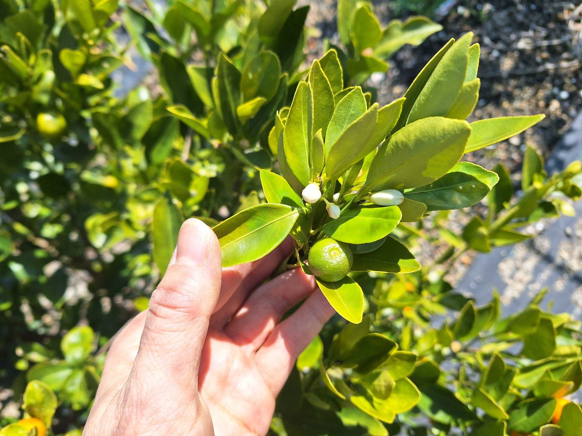 農薬化学肥料不使用】カラマンシー入り野菜セット【8種類以上の