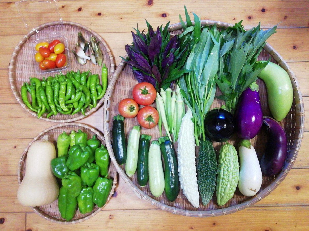 野菜セット 農薬化学肥料不使用】おまかせ野菜セット【8種類以上の野菜
