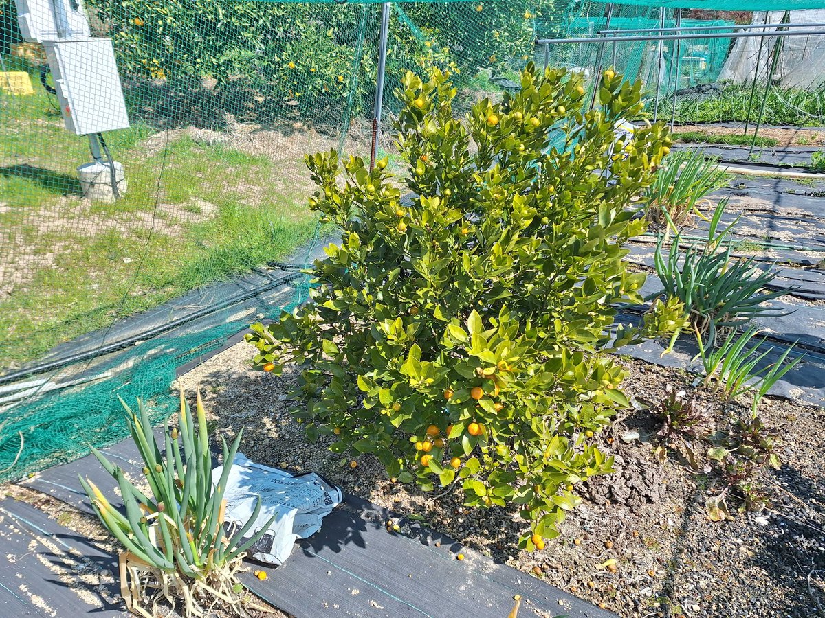 農薬化学肥料不使用】カラマンシー入り野菜セット【8種類以上の