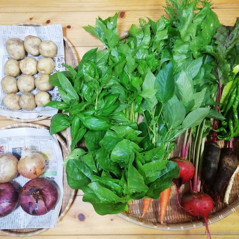 農薬化学肥料不使用】おまかせ野菜セット【8種類以上の野菜】【金曜日