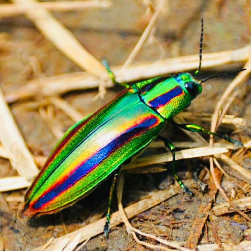 ☆虹の秘宝☆ タイニーコヨーテ 〜TAMAMUSHI〜 | FINESSE WEB SHOP