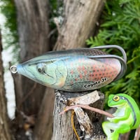 ☆淡水の絶対王者☆　コヨーテJr.　～怪魚シリーズ　NPピラルクー～