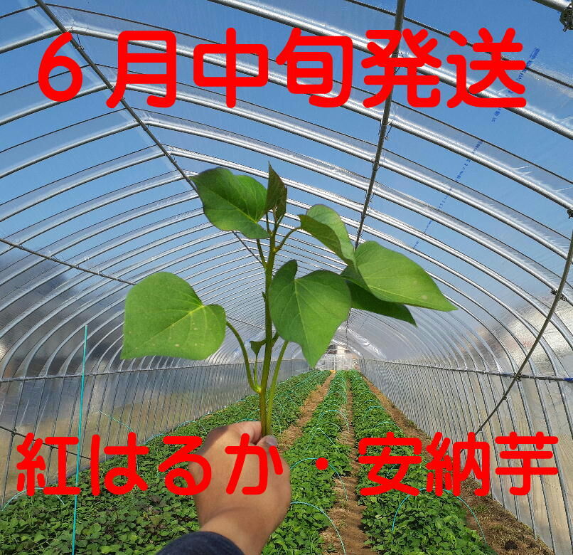 ベニはるか芋苗1000本 ベニはるか芋苗1000本セール ベニはるか芋苗1000本セール 【公式通販】