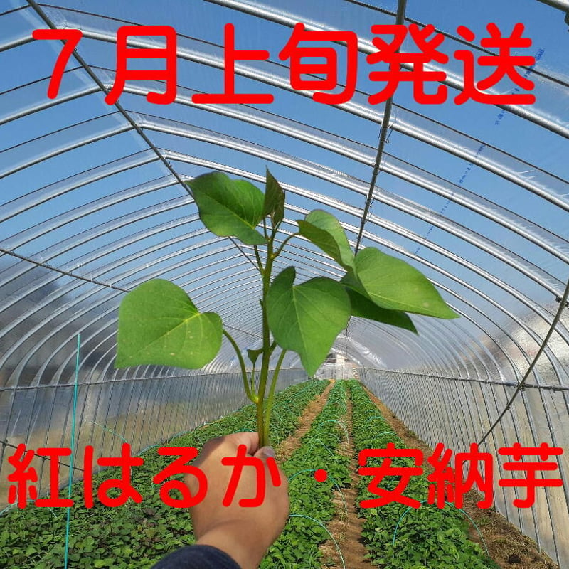 ベニはるか芋苗1000本