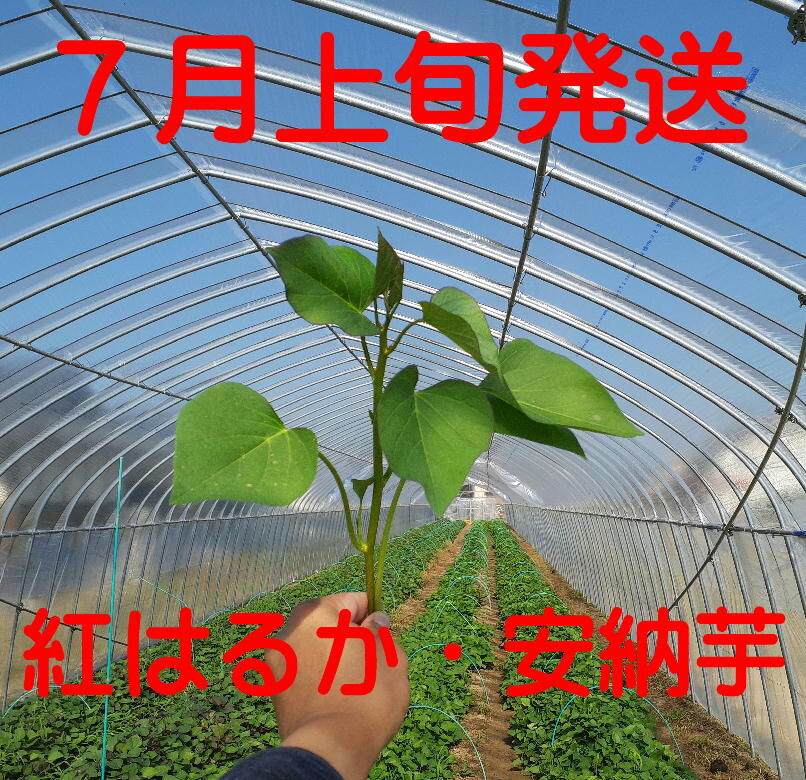 ベニはるか芋苗1000本