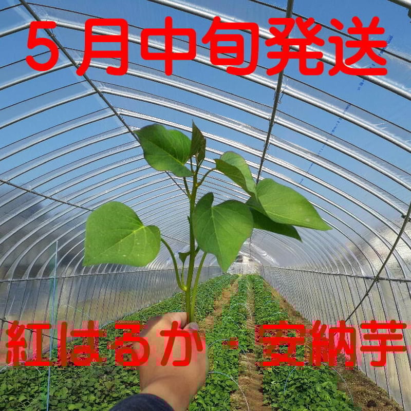 紅はるか】さつまいも苗☆ウイルスフリー 素早く 1000本 紅はるか】さつまいも苗☆ウイルスフリー 素早く 1000本