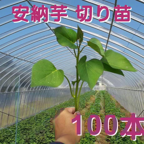 安納こがね500本